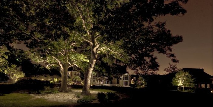 using white led landscape lighting to highlight trees