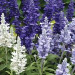 pollinator friendly landscaping flowers