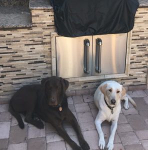 two labs