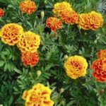 pollinator friendly landscaping flowers